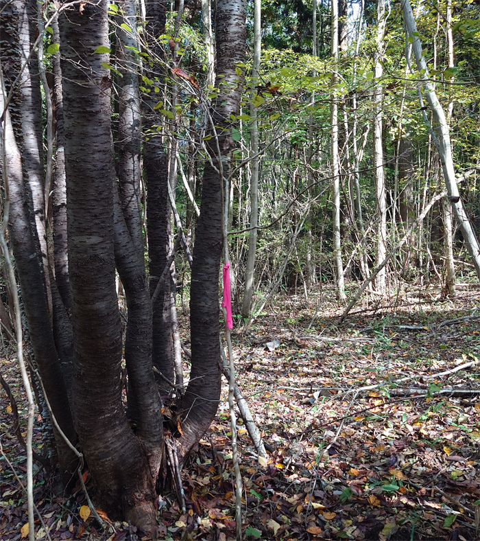 自然樹形サワフタギ販売 秋元園芸