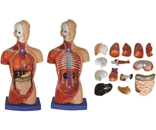 人体模型の通販 【AXEL】 アズワン