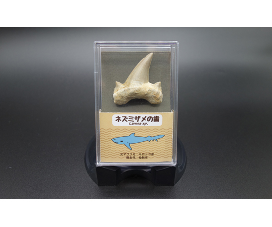 67-8756-06 サメの歯 1個入 【AXEL】 アズワン