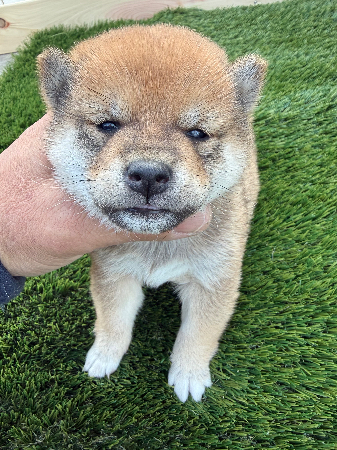 柴犬(小柴・豆柴も含む)の子犬を探す｜ブリーダー直販・子犬販売の