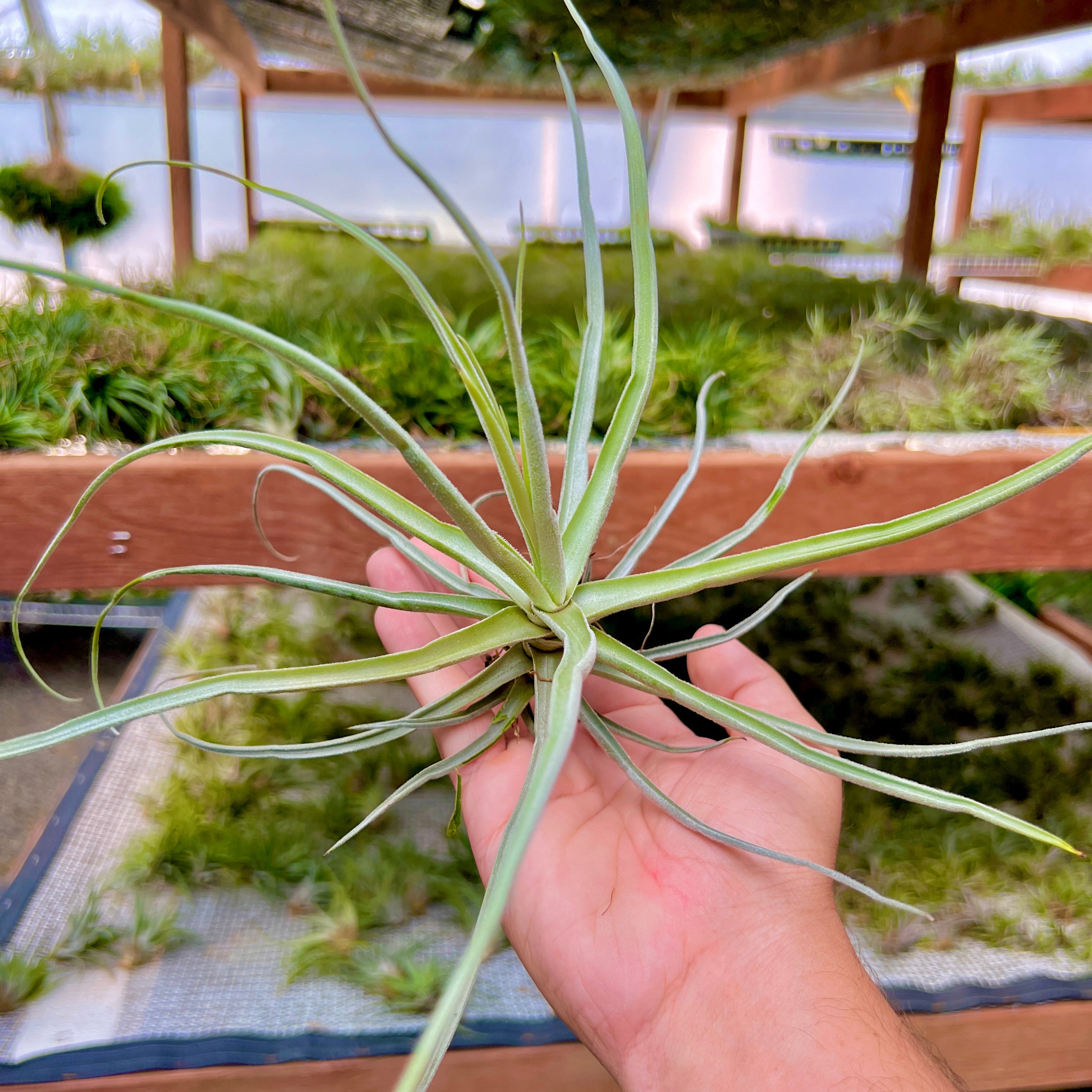 ストレプトカルパ (咲くと香りがよい) – Air Plant Hub