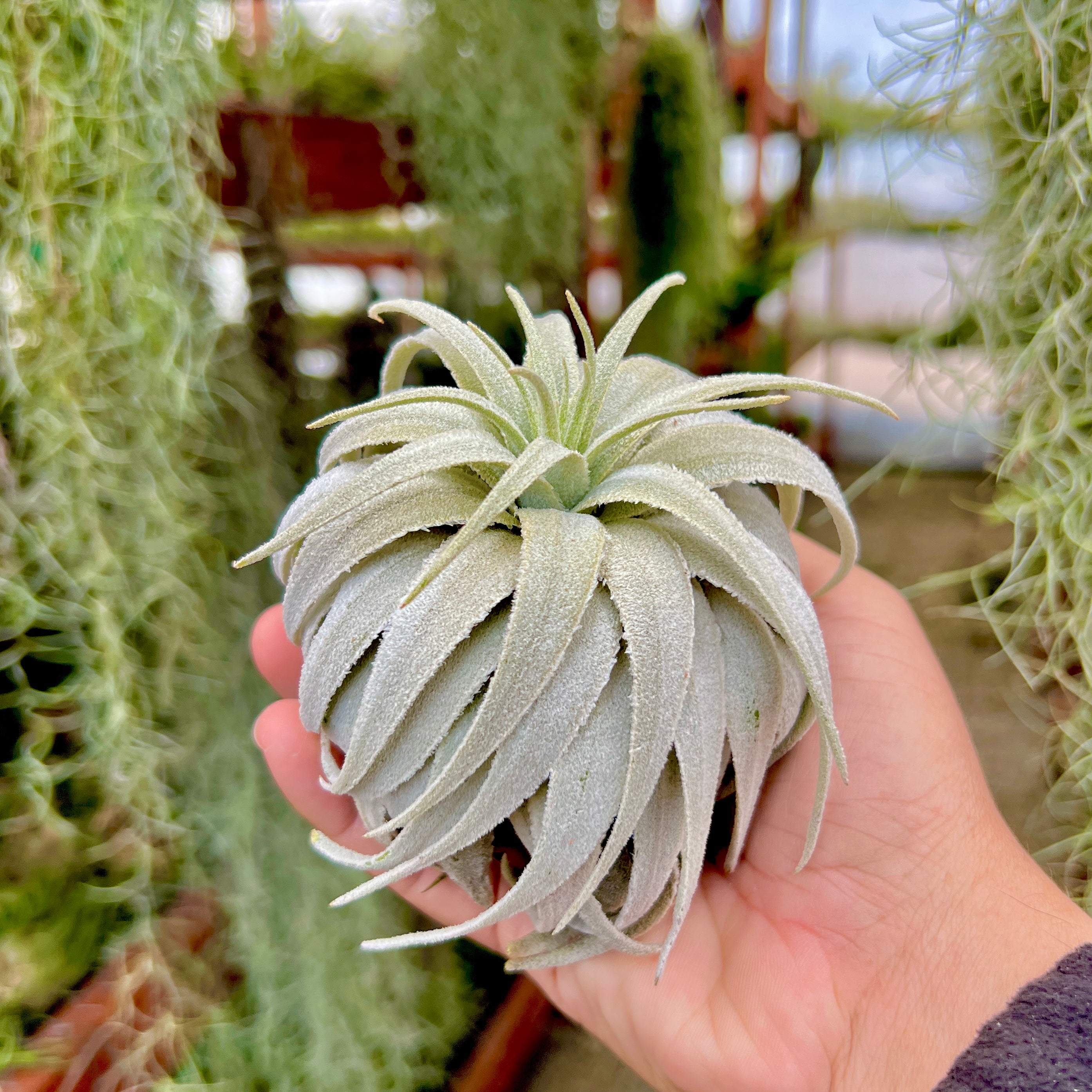 Gardneri var Rupicola Special – Air Plant Hub