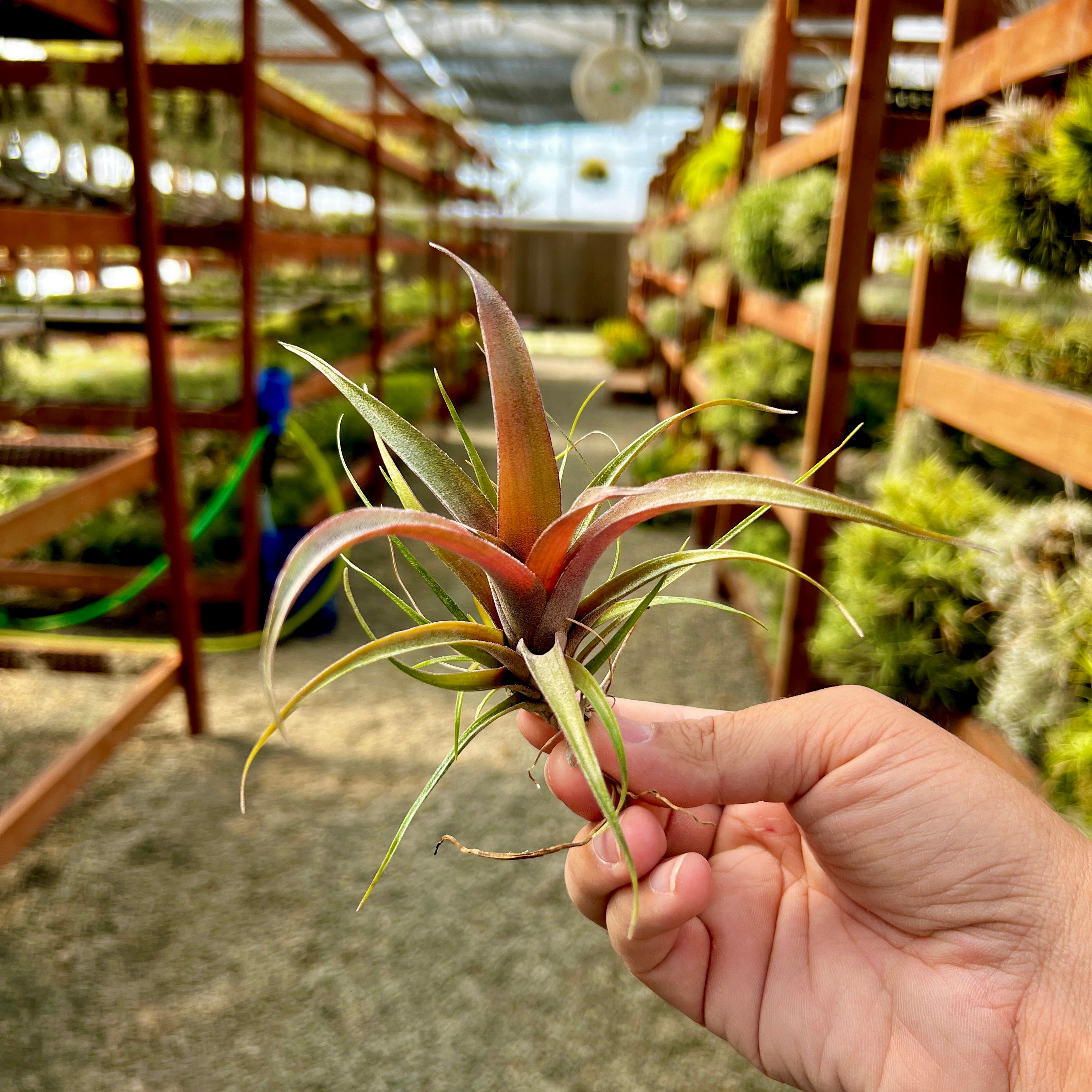 Krukoffiana (Can Grow 2+ Feet!) – Air Plant Hub