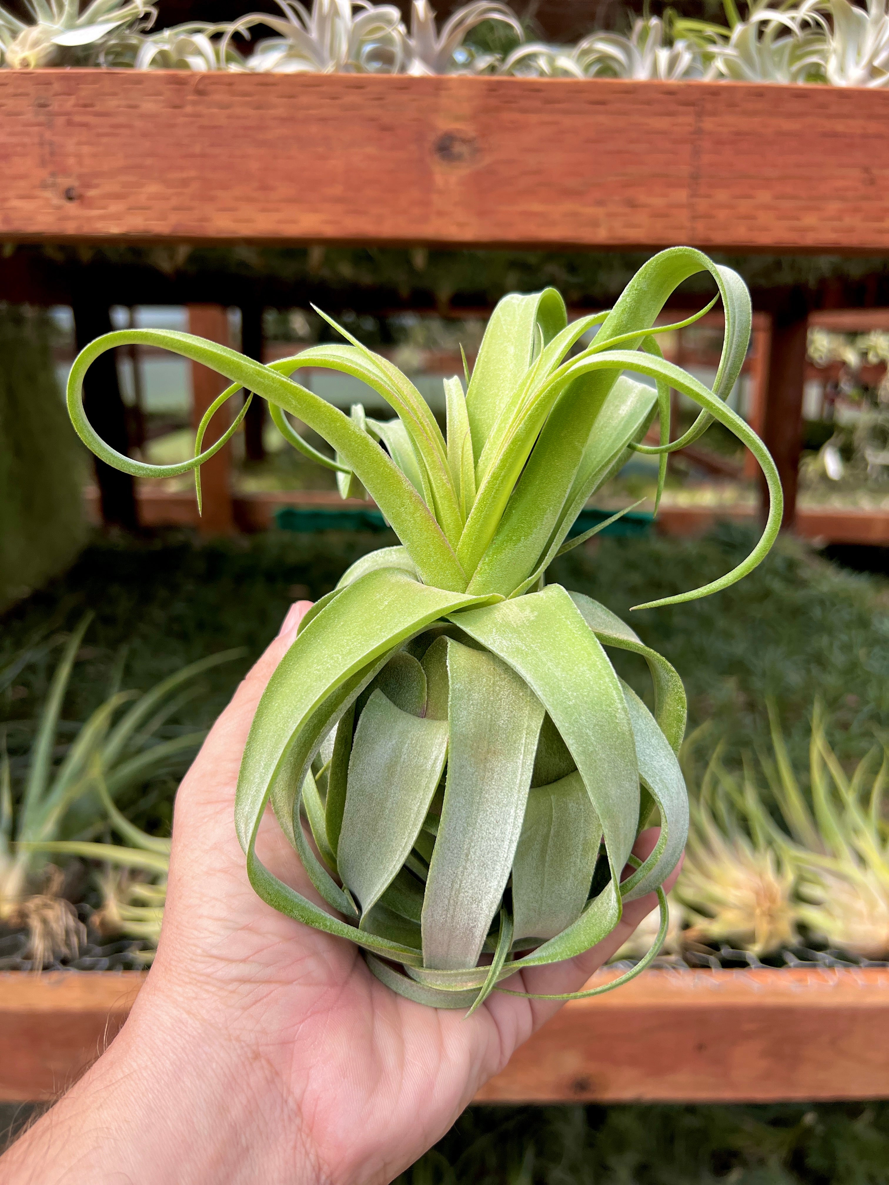 ストレプトフィラ – Air Plant Hub