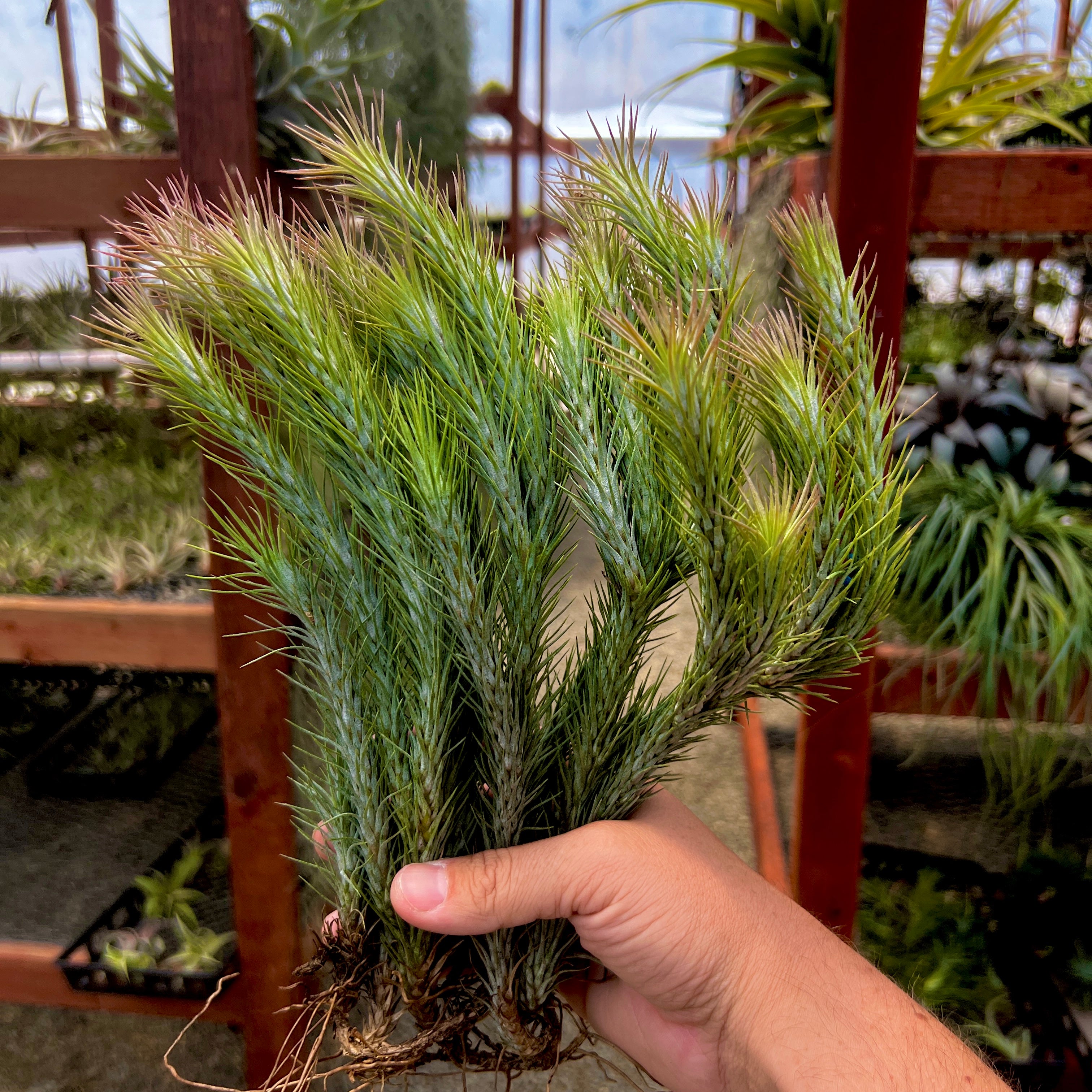 Funckiana ハンギングクランプ – Air Plant Hub