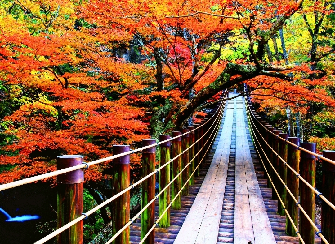 360度真っ赤に染まる🔥花貫渓谷 | Trip.com 高萩