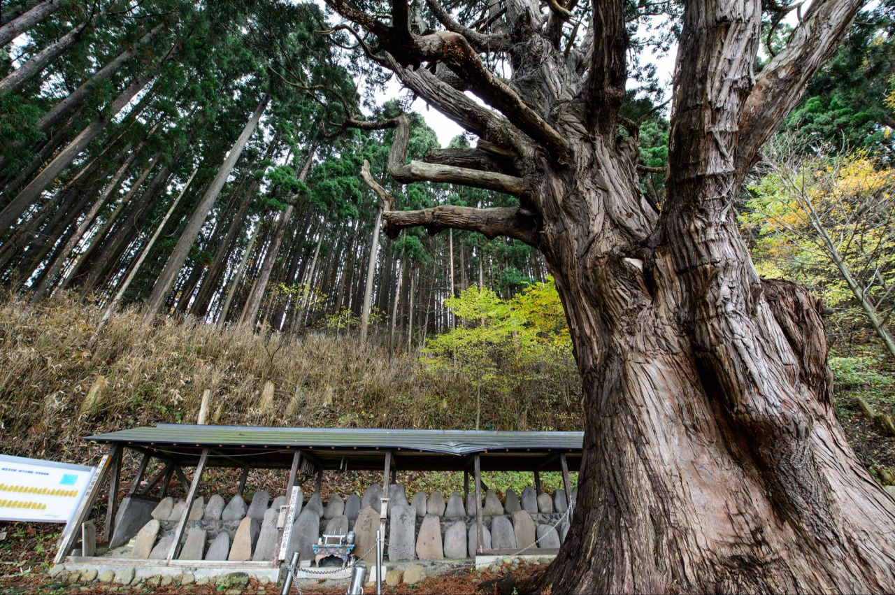 関の杉｜スポット・体験｜【公式】青森県観光情報サイト Amazing AOMORI