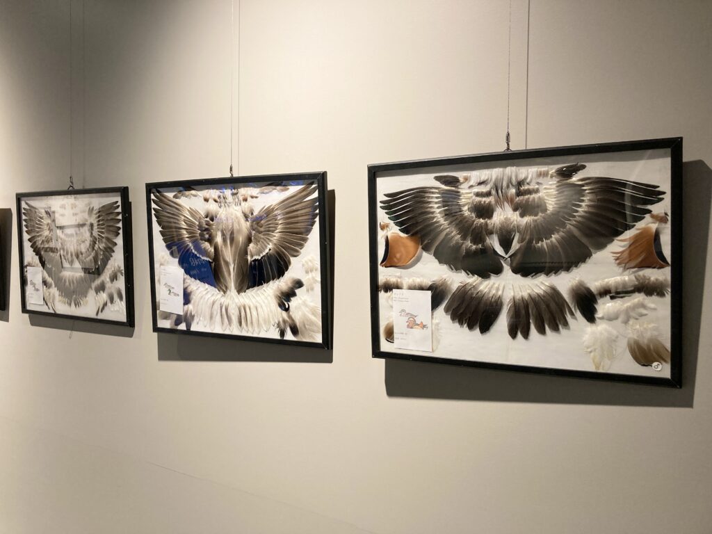 巡回展示「羽根で学ぶ、鳥のこと。With Zoo & Aquarium」を開催します