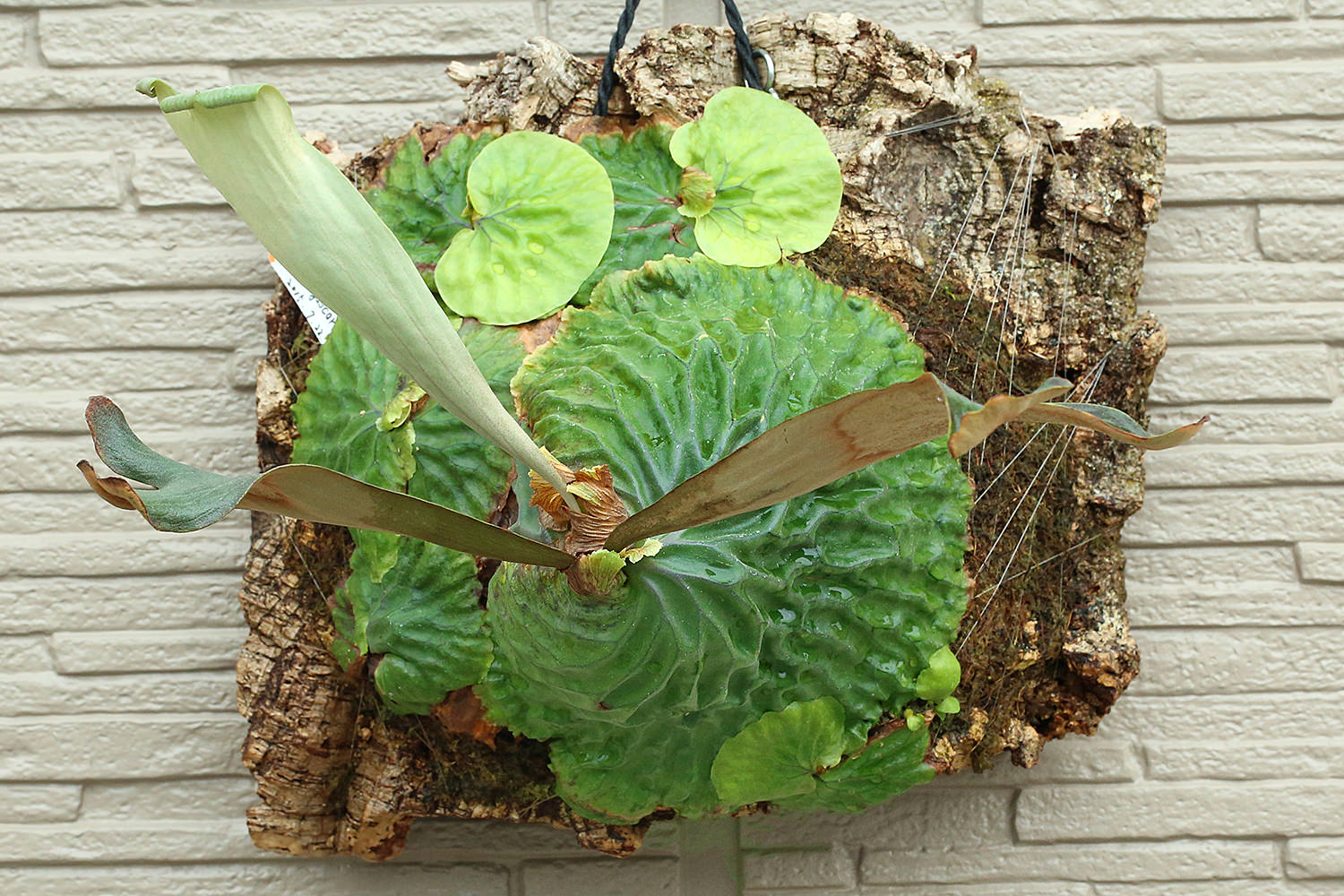 Platycerium madagascariense マダガスカリエンセ ビカクシダ 栽培記録