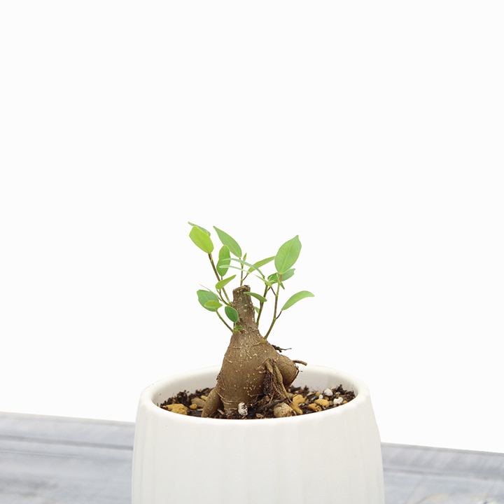 ミニ観葉 ガジュマル /A: 人工植物｜青山ガーデン【公式】通販