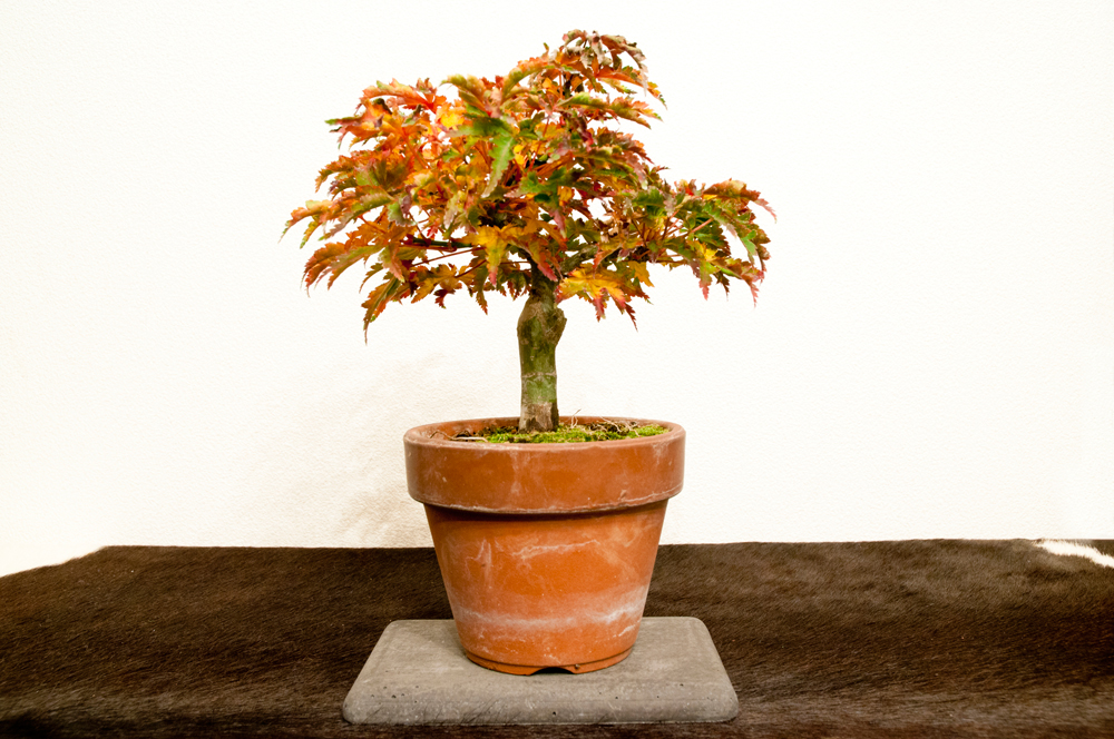 獅子頭もみじ（雄獅子）の紅葉 – GATE B