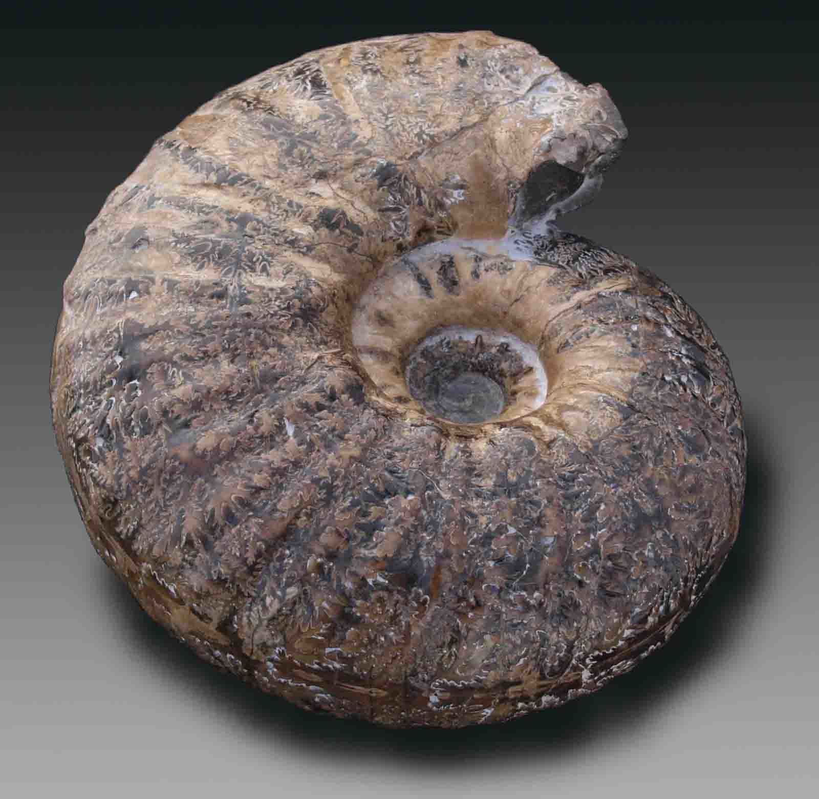 はじめまして: 北海道＠アンモナイト日記