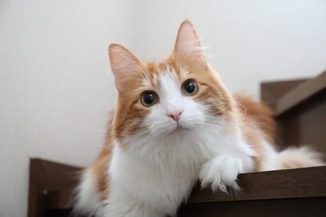 メインクーンの性格: 友好的で賢い猫の魅力 | あむーる＊びじゅ