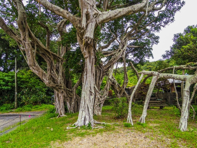 奄美大島の神秘「カジュマル」とは？精霊が宿る木の魅力とおすすめ