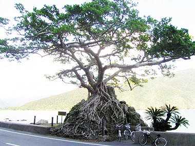 奄美大島の神秘「カジュマル」とは？精霊が宿る木の魅力とおすすめ