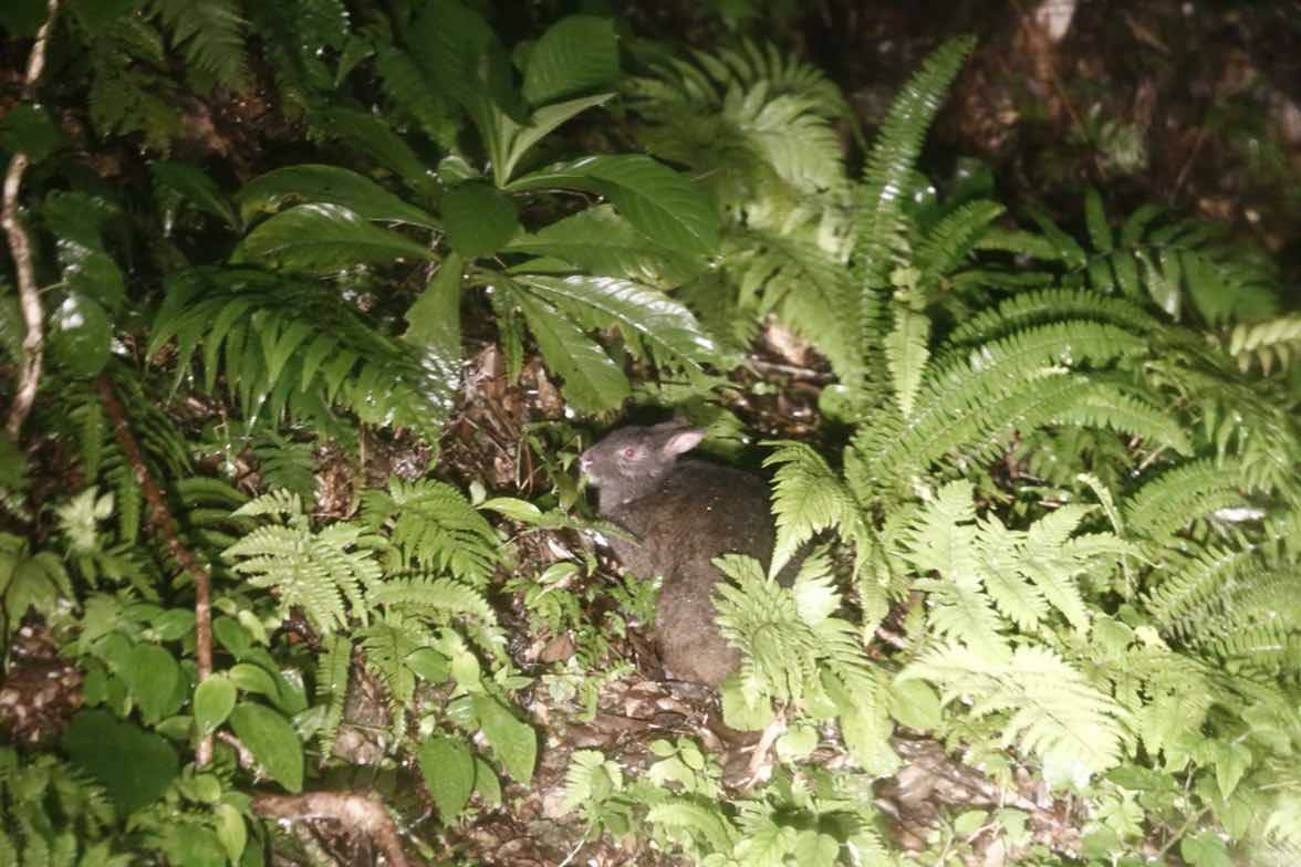 初心者向け！奄美大島での自然観察のポイント | あすびや