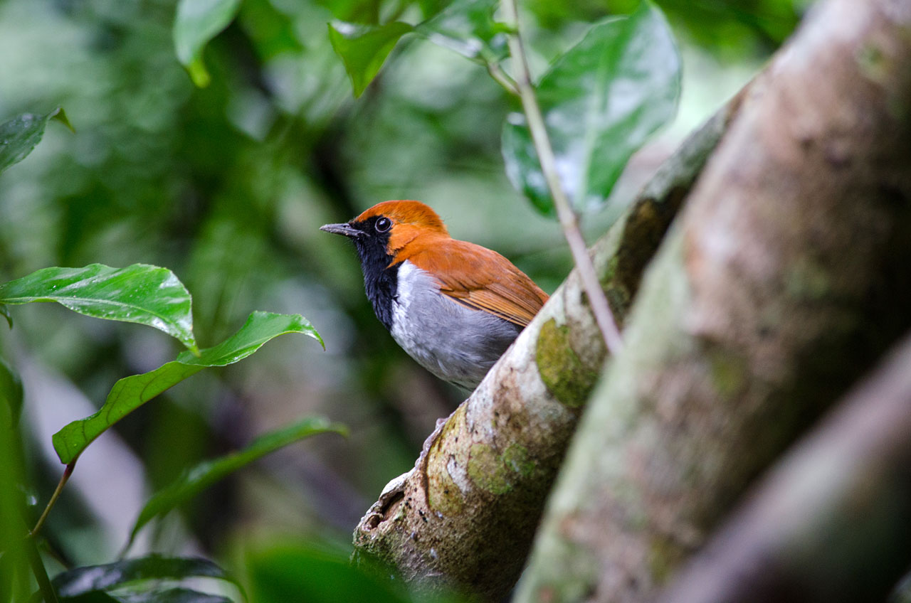 ギャラリー希少生物 | 世界自然遺産 奄美・沖縄
