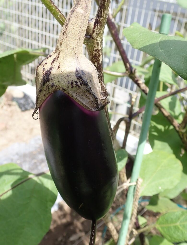 家庭菜園日記：ナス 2024年～自宅の庭で栽培に挑戦！～ | あまなつブログ