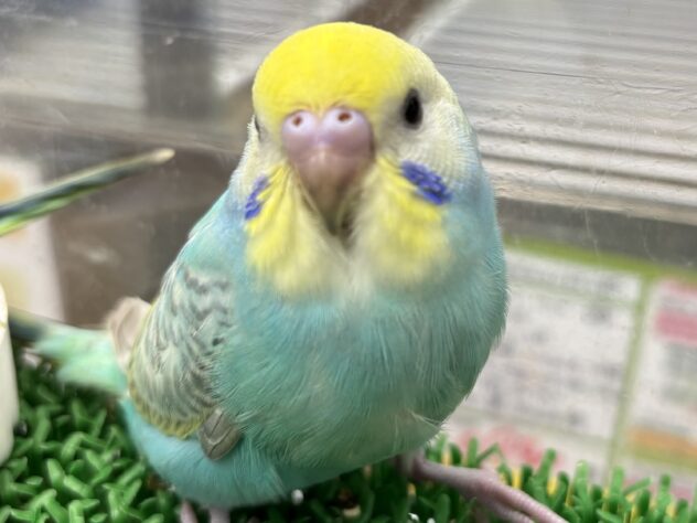 セキセイインコ レインボー | ペットワールド アミーゴ