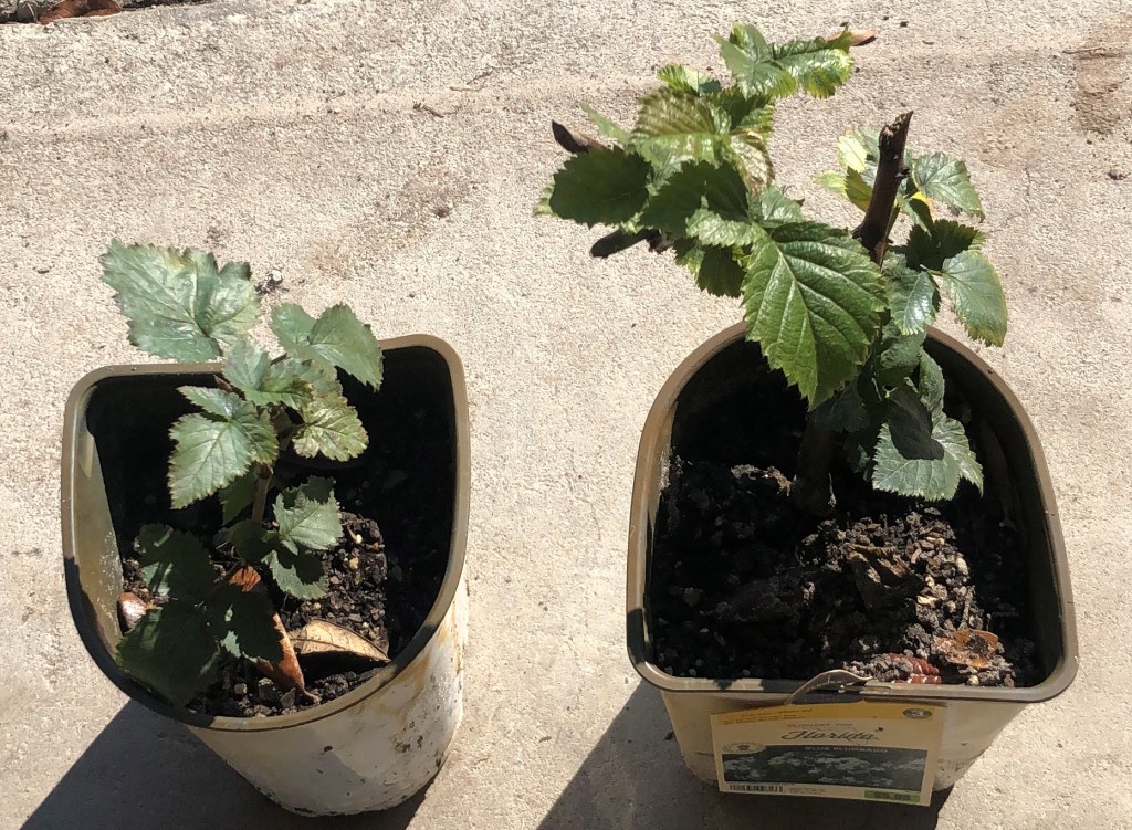 Blackberries - Allison Family Farm