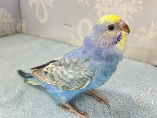 ✨️最新画像✨️夜空に輝く煌めきサイダー🍹🌟⋆꙳セキセイインコ