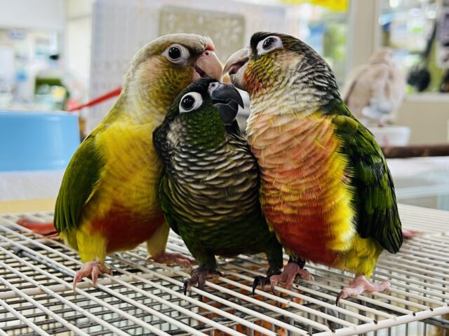 控えめな性格(*'-'*)ウロコインコのノーマルグリーン