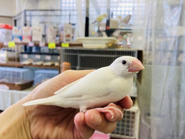 動画更新🆙まっちろなかわいい甘えんぼさん💟イチオシ白文鳥さん🤍´˘`*