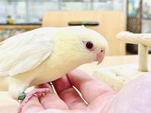 最新画像🪄︎︎】優しいカラーにまん丸フォルム💛サザナミインコ