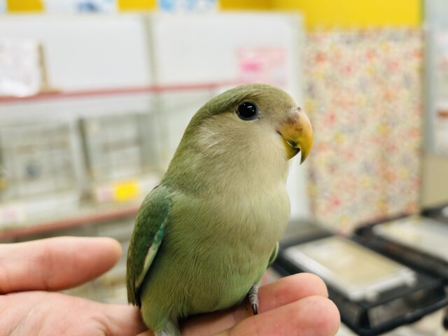 ☆延長☆】「小桜インコ🐦＆文鳥🐤」フェア開催！！🔥🔥