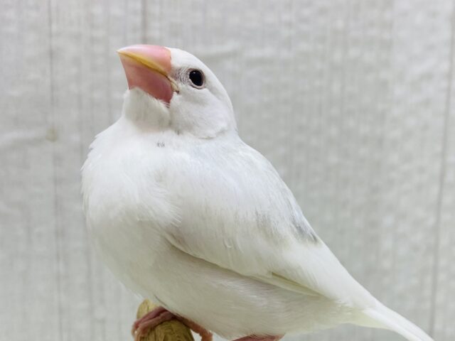 最新画像有ります🙌背中にポチッと🩶豆大福ちゃん⚪️白文鳥