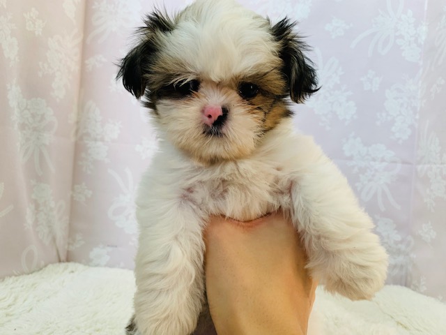 特徴ある顔がクセになる♡シーズーちゃん♪