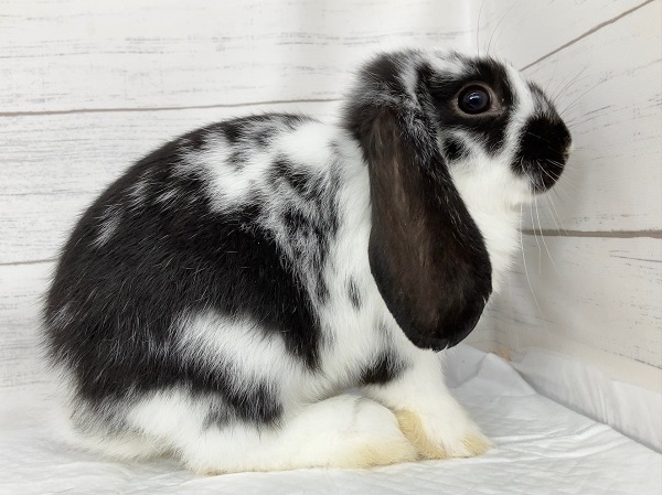 ロップイヤーラビット（ブロークンブラック） なでなでOKなかわいい子