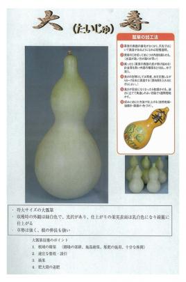 ヒョウタン】大寿（大瓢箪）〔トキタ〕/小袋（10粒） | 野菜・草花の