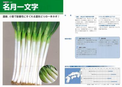 ネギ】名月一文字〔タキイ交配〕 | 野菜・草花の種苗の通販は【太田