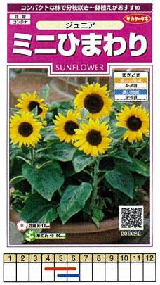 ヒマワリ（ミニひまわり） ジュニア[905629]/小袋（15粒） | 野菜