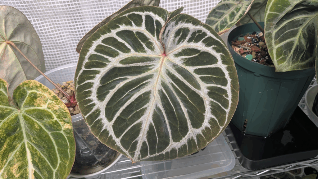 アンスリウム KOS x RedCrystalinumの育て方と購入方法と管理の注意点