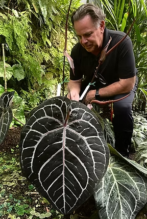 アンスリウム・ミシェル（Anthurium Michelle）とは？育て方と購入方法