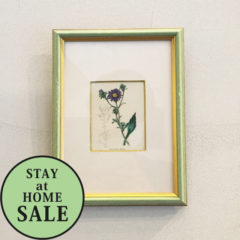 イギリス「ボタニカルアート「フロックス」（小）」《アンティックかとう》