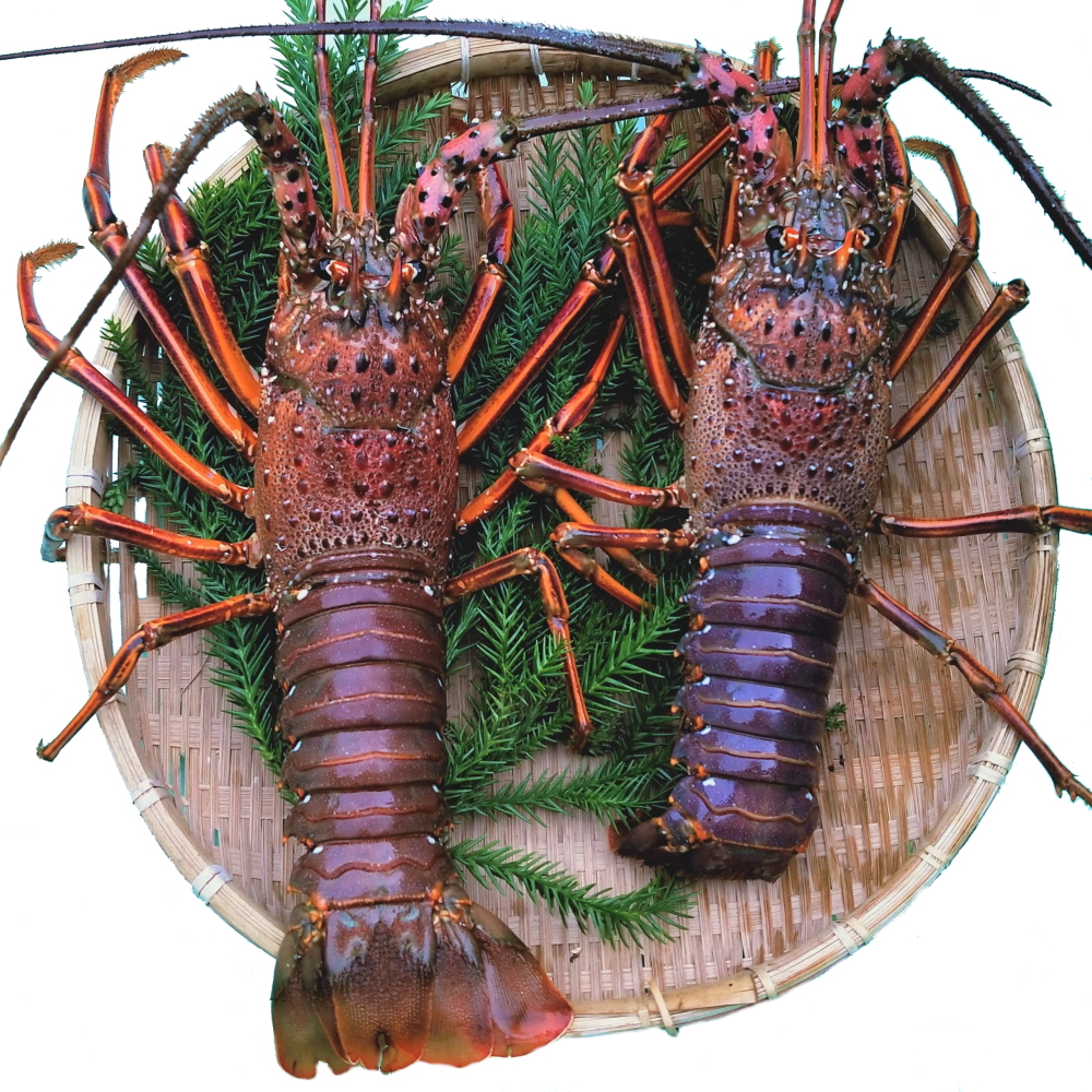 三重ブランド活け伊勢海老2尾セット（約1kg）｜志摩産直送 | 活魚問屋