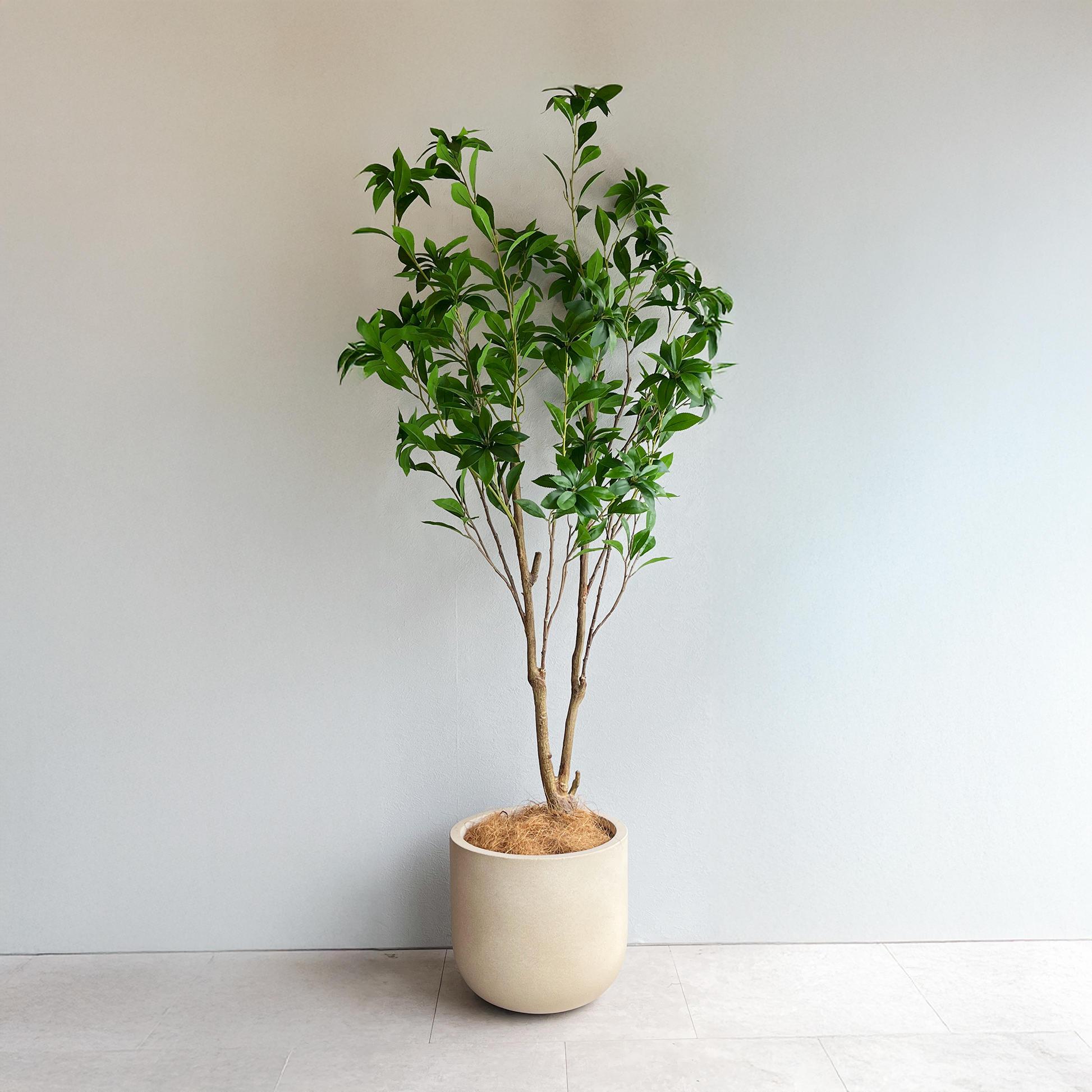 IMG_1692.png?v=1759128977&