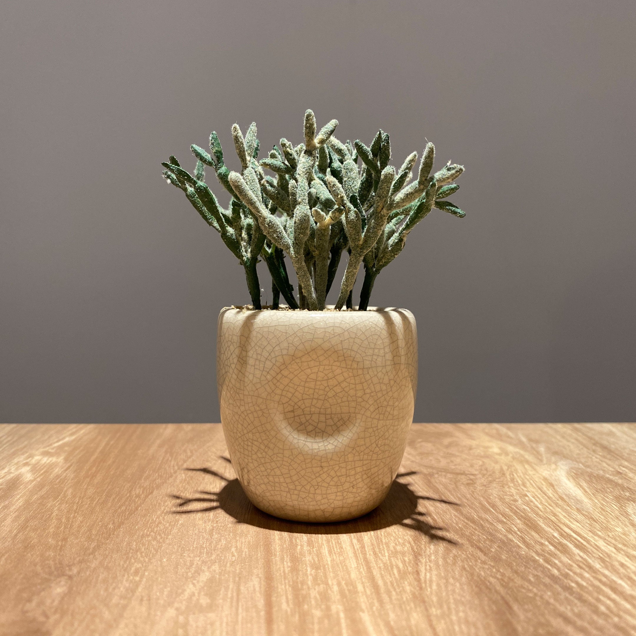 セラミックカクタス アソート künstliche - フェイクグリーン専用通販