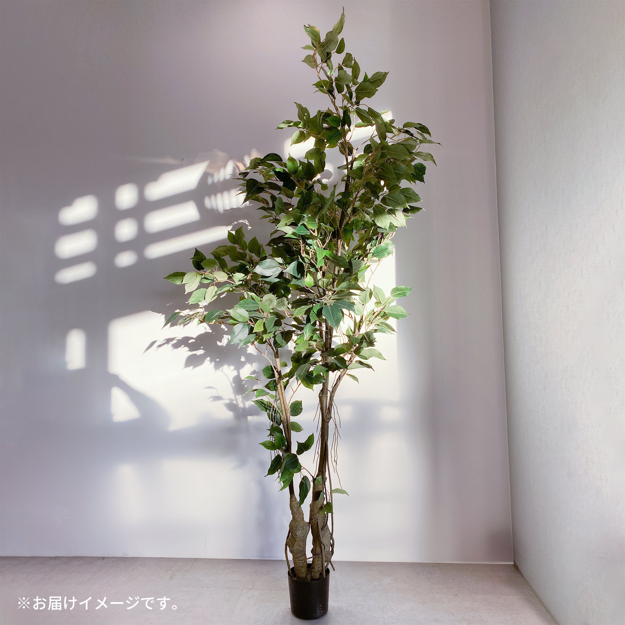 クラッシック フィカス 150cm - フェイクグリーン専用通販サイト