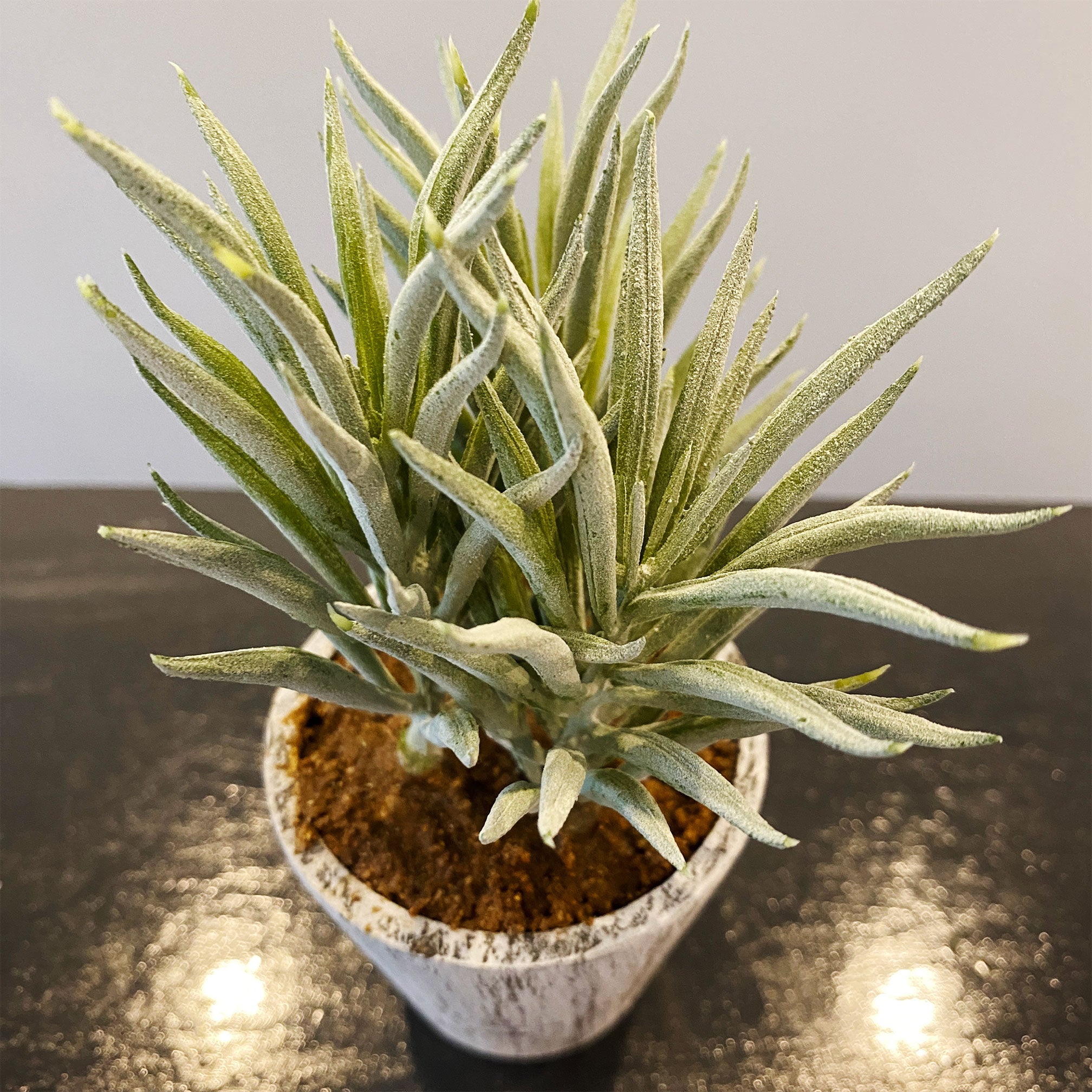 ナチュラルカクタスアソート künstliche - フェイクグリーン専用通販