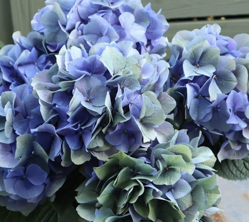 5月22日(金)〜6月7日(日) 紫陽花&真夏に元気な花苗市 - Andersen