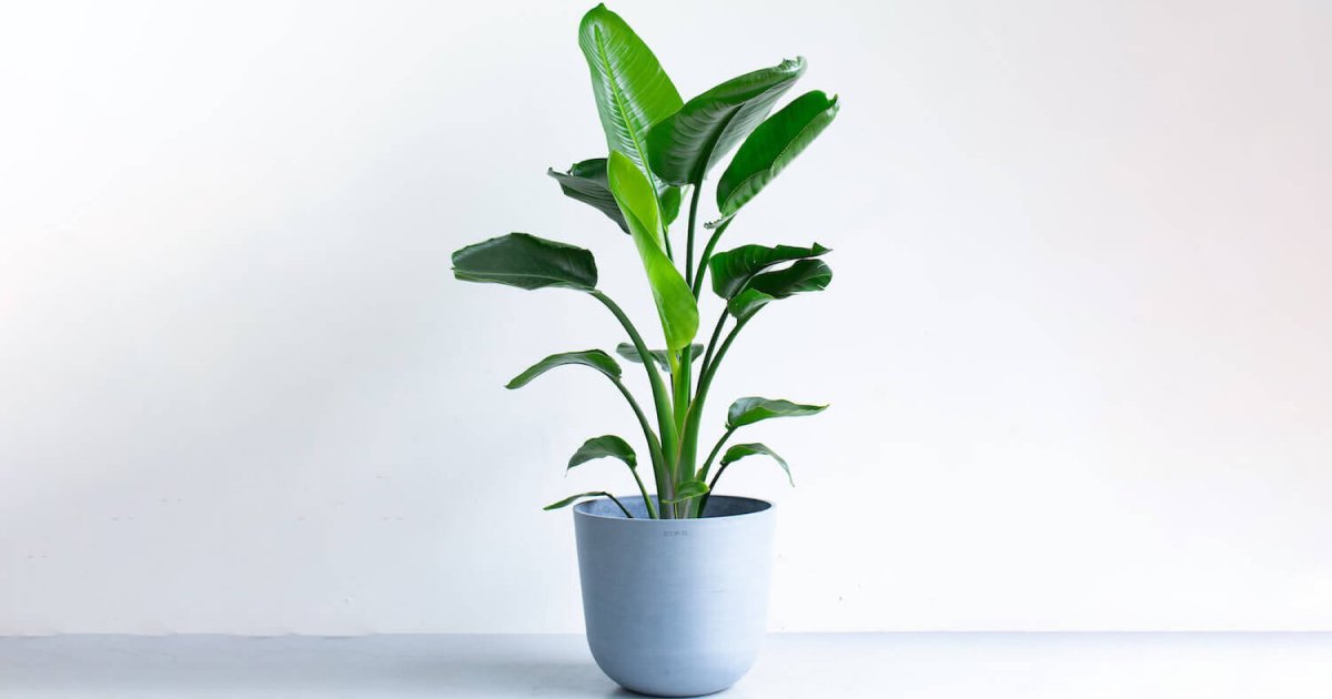 ストレリチア・ノンリーフ | 観葉植物の通販 AND PLANTS (アンドプランツ)