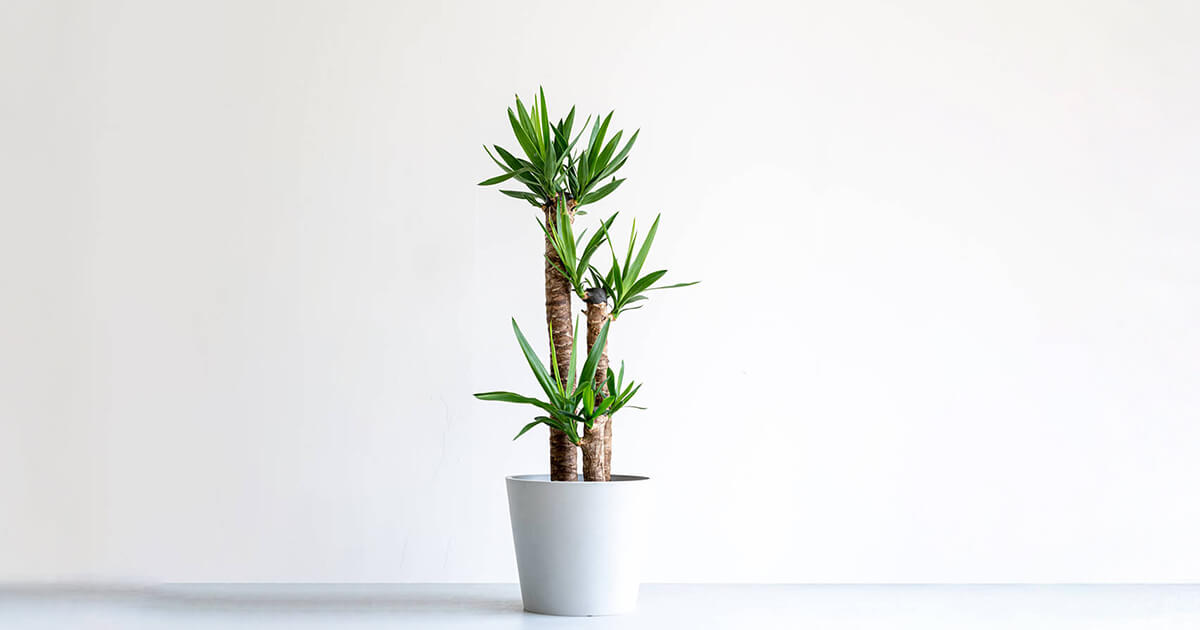 ユッカ・エレファンティペス（青年の木） | 観葉植物の通販 AND PLANTS