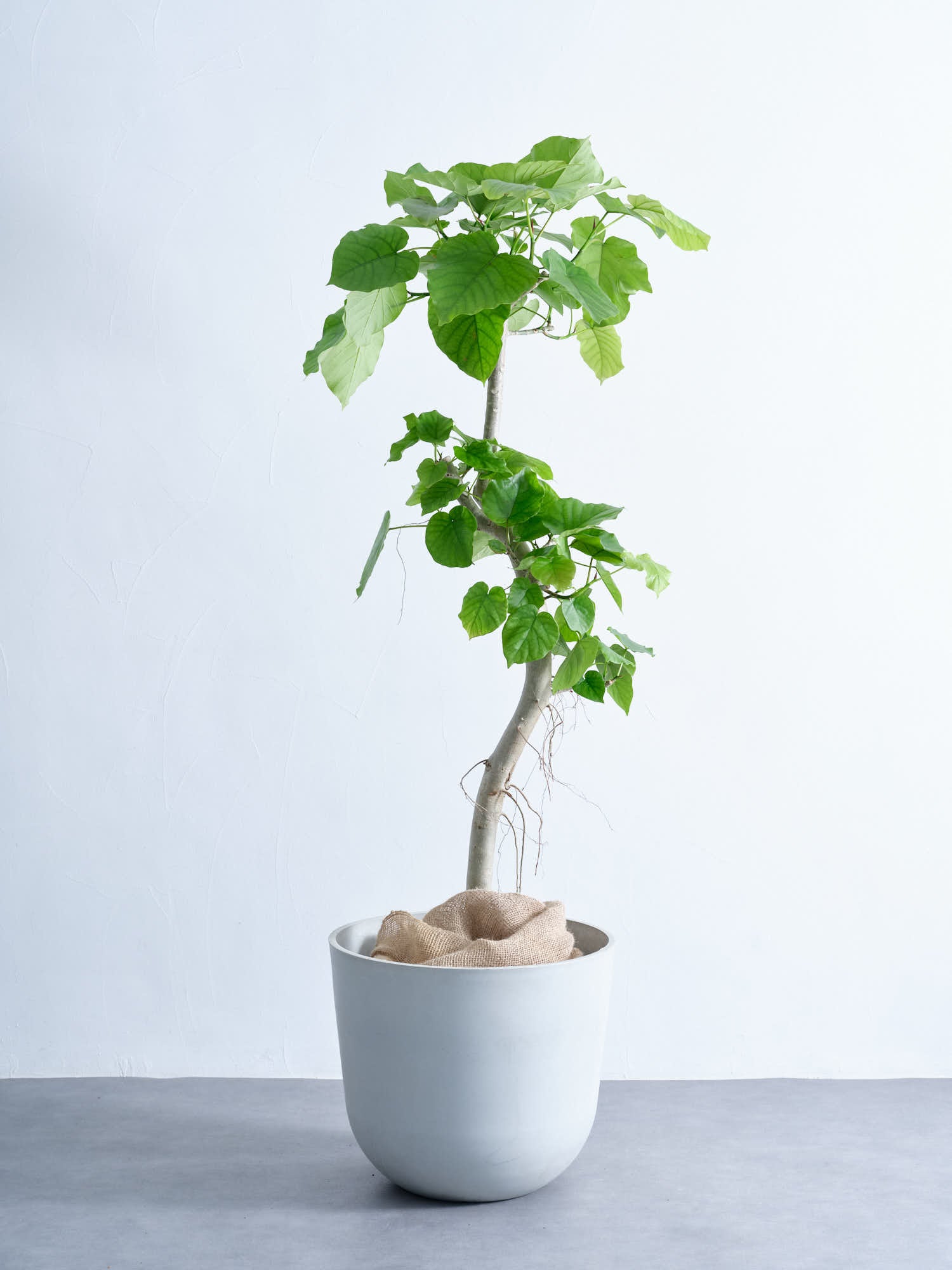 フィカス・ウンベラータ XL #2 | 観葉植物の通販 AND PLANTS (アンド