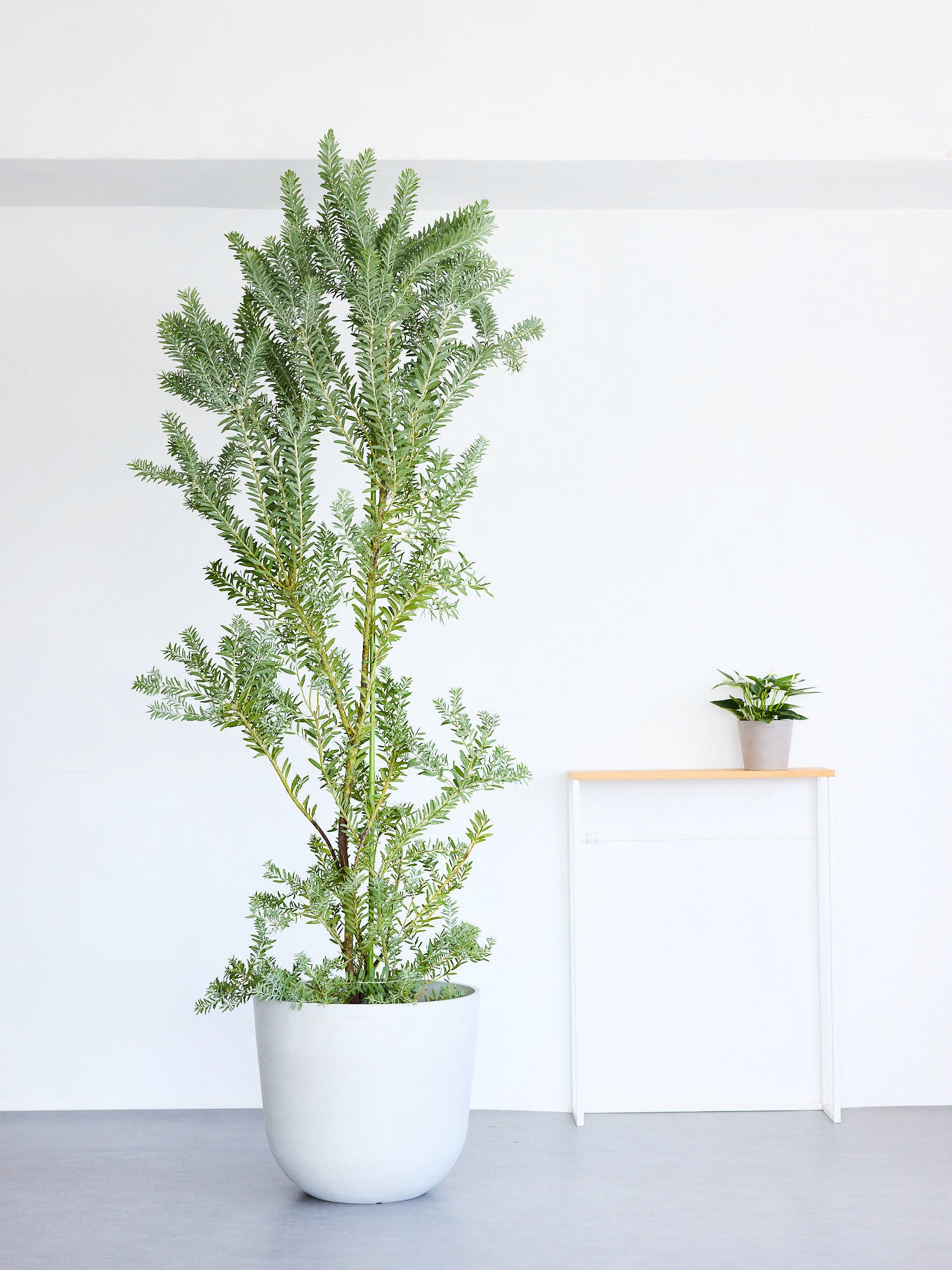 アカシア・ブルーブッシュ XL 【首都圏限定】(バナナリーフバスケット