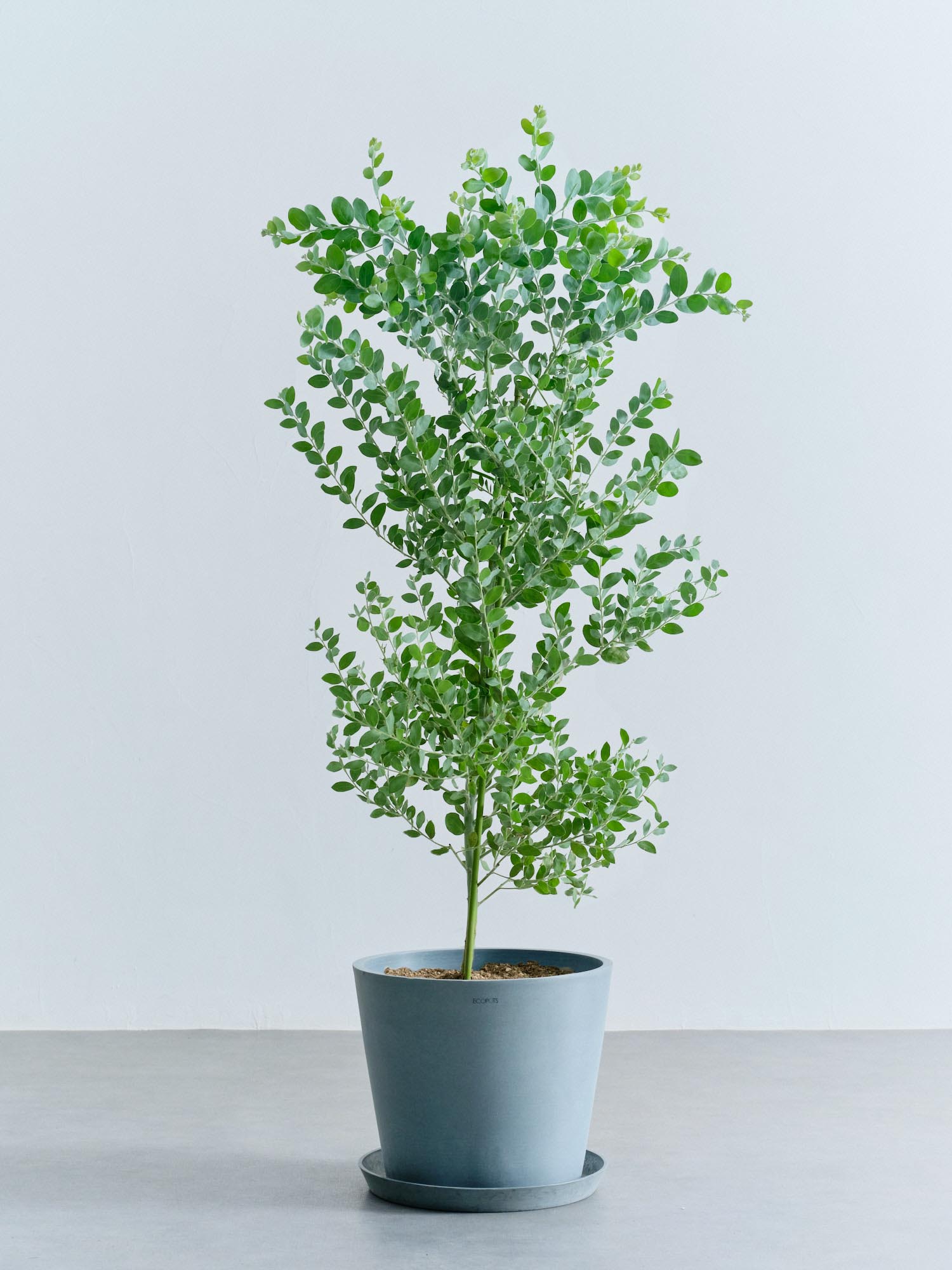 パールアカシア L | 観葉植物の通販 AND PLANTS (アンドプランツ)