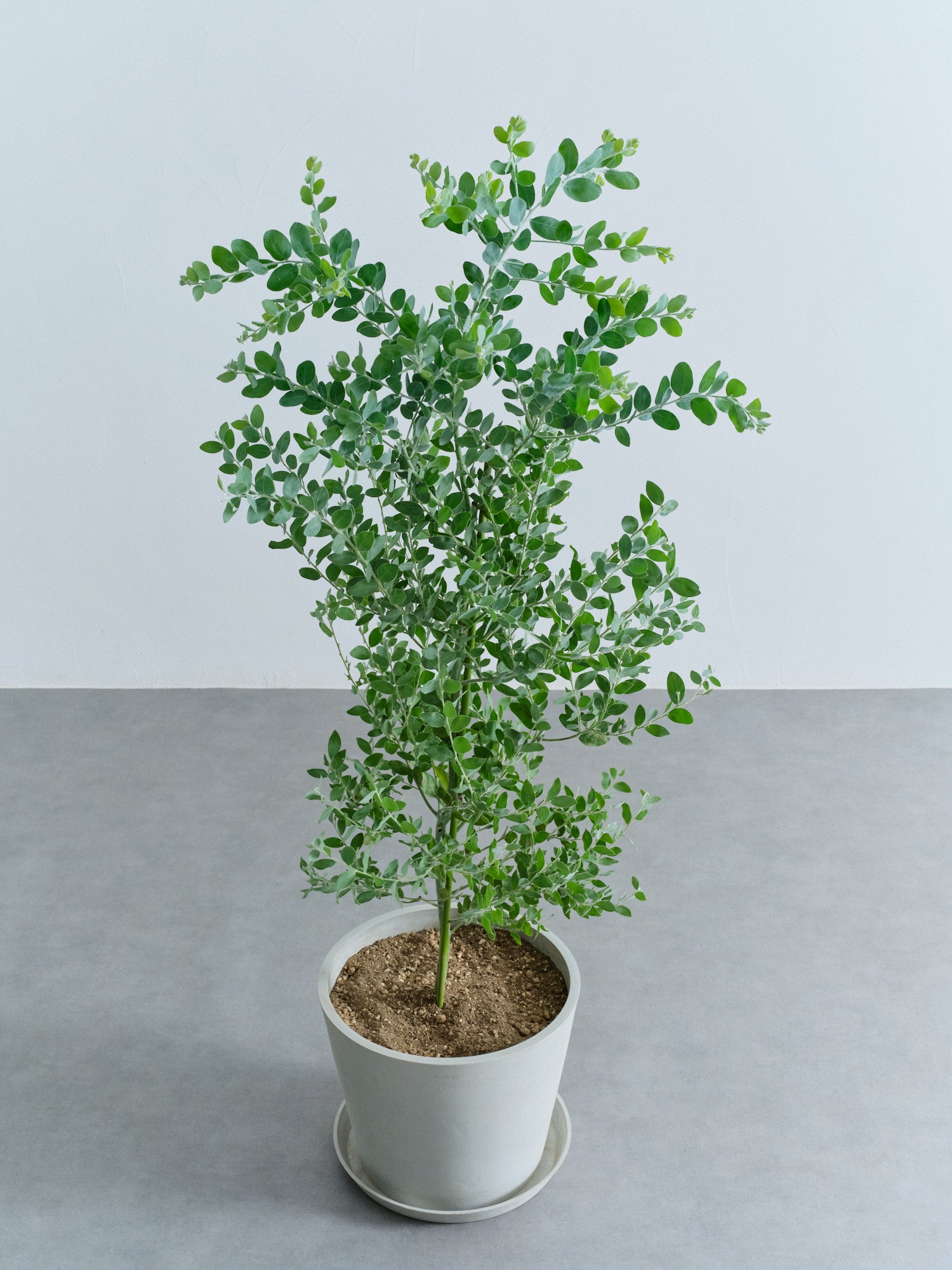 パールアカシア L | 観葉植物の通販 AND PLANTS (アンドプランツ)